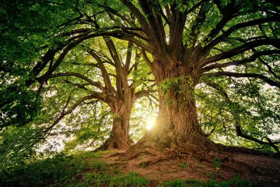 Baum im Wald um Langzeitigkeit, Permanenz und Nachhaltigkeit von Forum Family Office auszudrücken